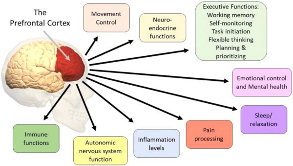 Known vital functions of the pre-frontal cortex